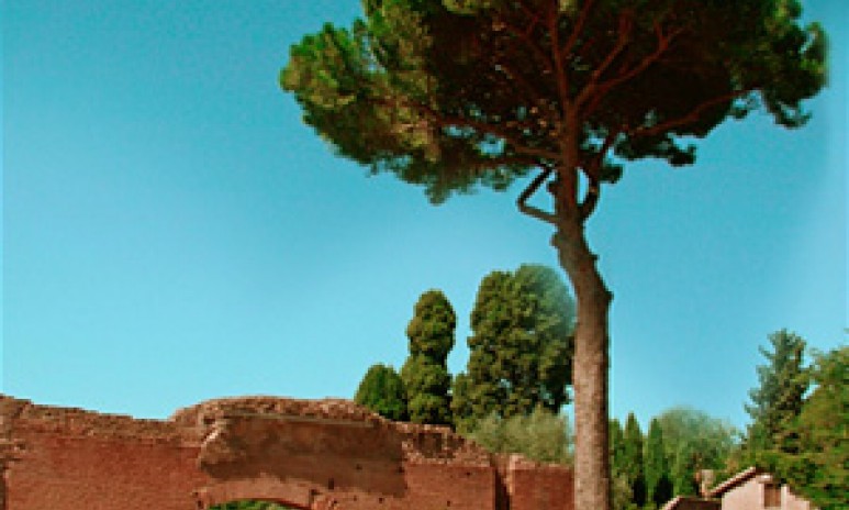 Pijnboom Pijnboompitten Italie Grand'Italia